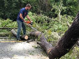 Best Arborist Consultation Services  in Murphy, TX