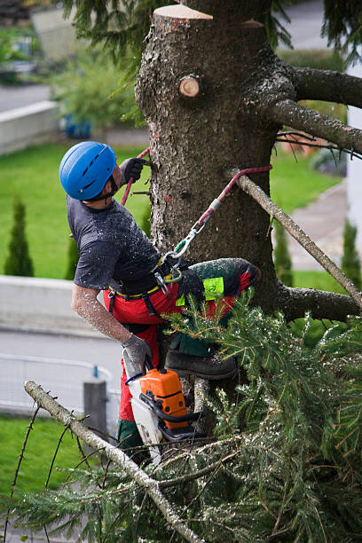 Best Tree Maintenance Programs  in Murphy, TX