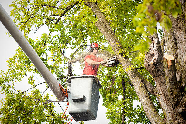 Best Palm Tree Trimming  in Murphy, TX